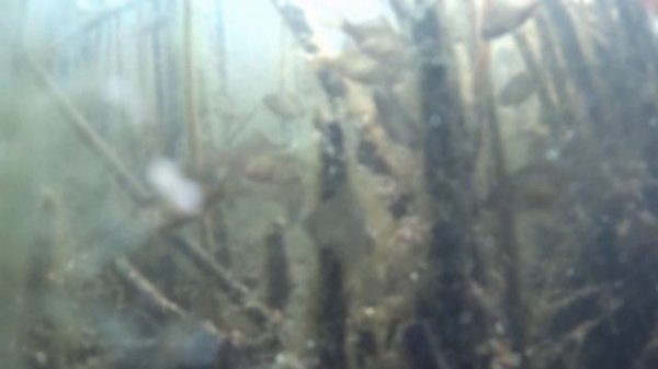 РОТАН АТАКУЕТ !!!