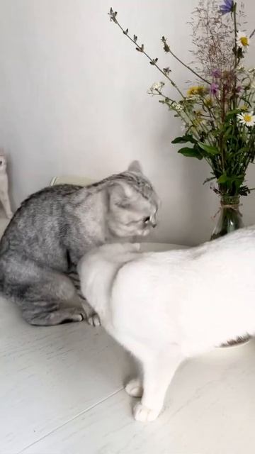 British cat 🐈 Emmanuel 🍏stands on his hind legs. Британский кот Эмманюэль встаёт на задние лапы. смотреть онлайн