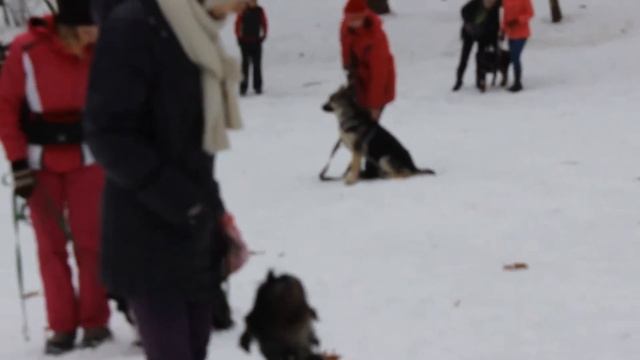 Экскалибур Форт Аданте, 4 мес и 3 недели. Второе занятие с послушания. Фрагменты. смотреть онлайн