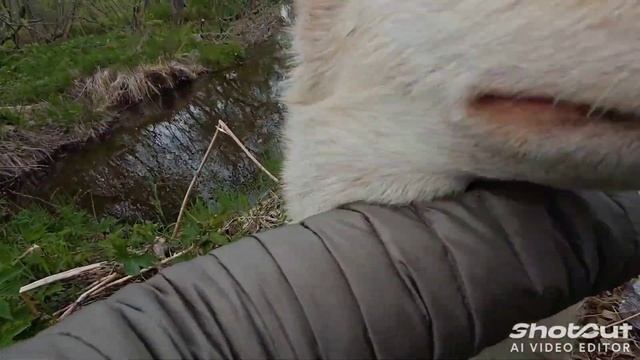 Питомник ездовых собак на Камчатке смотреть онлайн