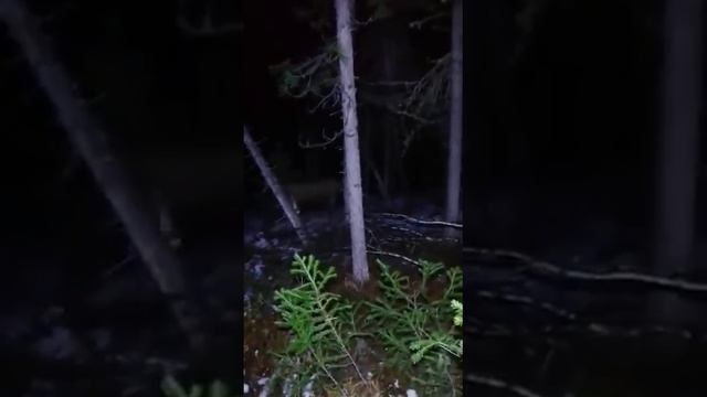 лосёнок Нюша первая встреча смотреть онлайн