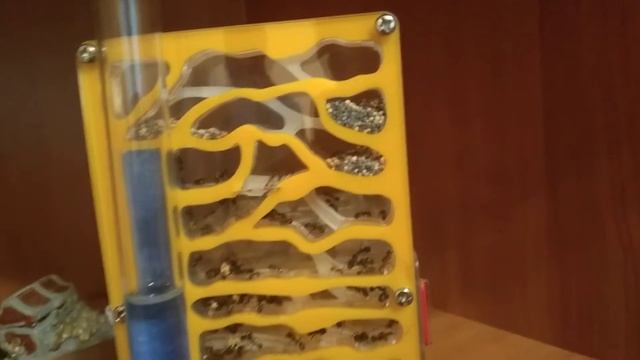 завел новую́ колонию муравьев жнецов смотреть онлайн