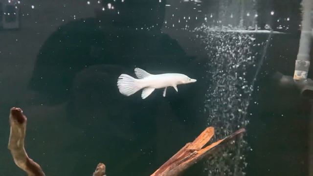 Пополнение, платиновая щука. Gar. Platinum Alligator смотреть онлайн