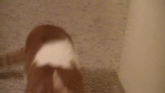 Funny Cat: Mr. Bingley Chases a Crane Fly / Moth смотреть онлайн