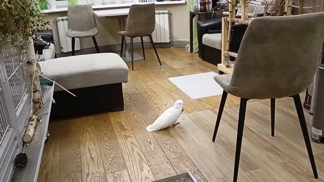 Попуг и орех смотреть онлайн