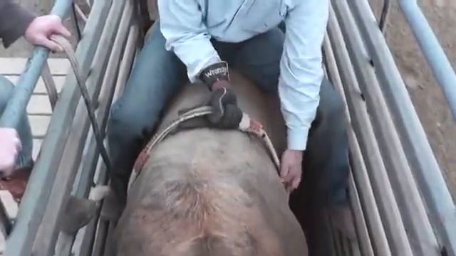 Bull Rider Coach - Chute Proceedure смотреть онлайн