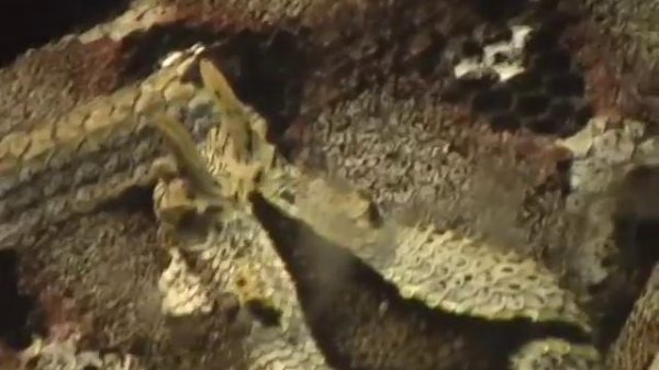 Persephone's Bees "Home"