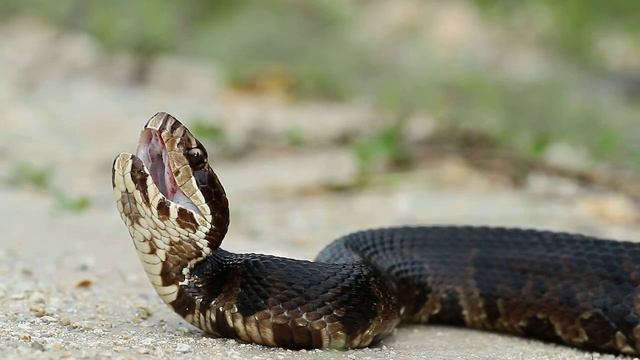 Cottonmouth / Water Moccasin (Agkistrodon piscivorus) смотреть онлайн