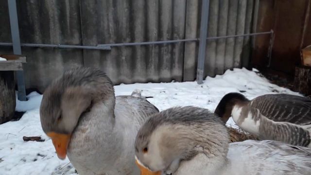 Гуси. Зима всё подберёт)) Geese in winter)) смотреть онлайн