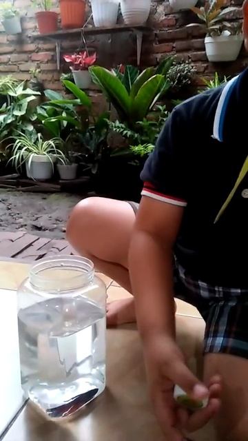ikan cupangnya bagus/adek kasih makan#shortsvideo смотреть онлайн