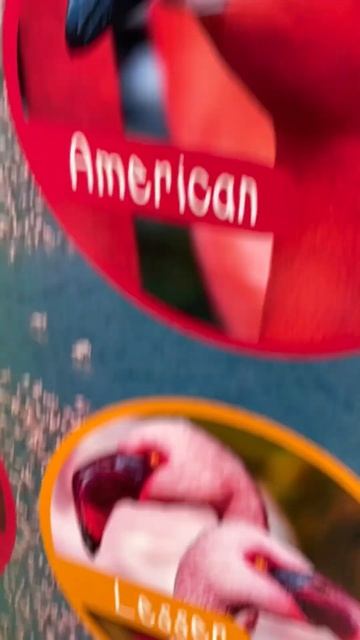 racist flamingo смотреть онлайн