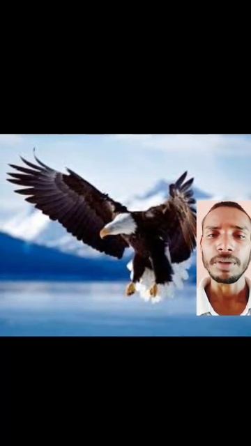 Eagle: The kings of the sky l free documentary Nature #shorts смотреть онлайн