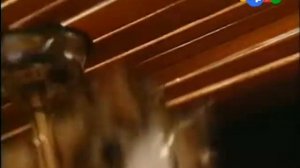 Жил-был хомяк 1 серия