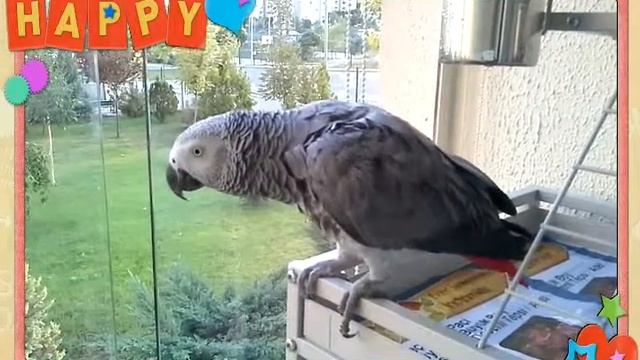 JAKO PAPAĞAN PAŞA.... смотреть онлайн