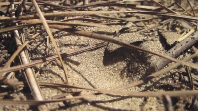 Myrmeleontidae (Antlion) смотреть онлайн