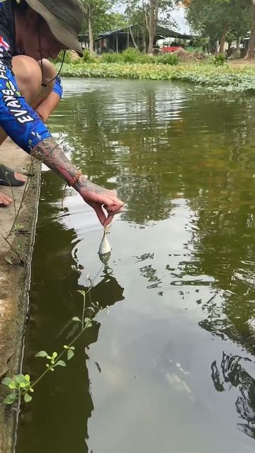 Monster Fish Alert!!! (Arapaima) #monster #fish #thailand #fishing #crazy #funny #feeding #arapaima смотреть онлайн