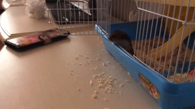 Смешное видео про хомяка смотреть онлайн