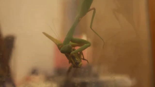 Hierodula venosa female eats grasshopper смотреть онлайн