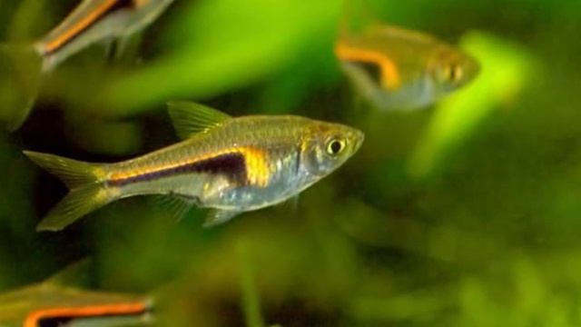 hengeli raisbora aquarium fishes for sale mumbai 9833898901 смотреть онлайн