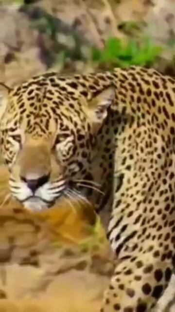 super hit 🐯🐨🐨🐰🐯🐻❄️amazing video SO sweet 🐻❄️🐰🐰🐻❄️dreams and nice смотреть онлайн