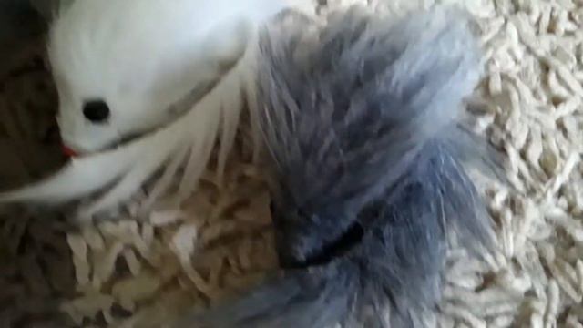 Дух волка. 1 сезон 6 серия.🐺 смотреть онлайн