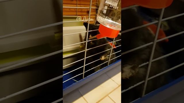 Обожаю этих малышей 🐇 смотреть онлайн
