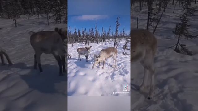 Авки домашние ручные олени смотреть онлайн