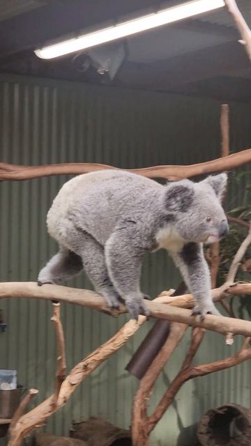 Koala Habitat смотреть онлайн