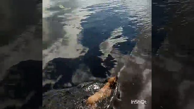 Собака Соня возвращается с прогулки)))) смотреть онлайн