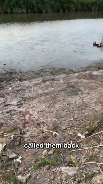 The story of a father and daughter and a group of ducks смотреть онлайн