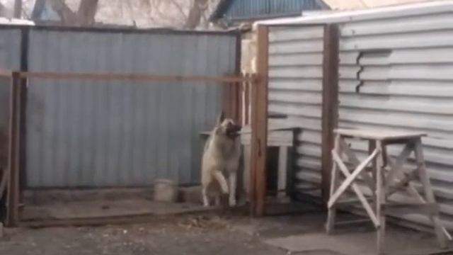 Собака 80,90х смотреть онлайн