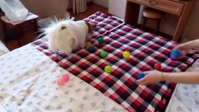 КАК ВСЕГДА НОВЫЙ МЯЧИК смотреть онлайн
