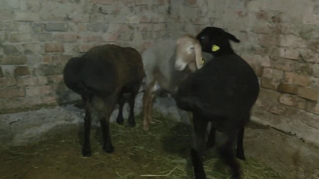 Мои 4месячные кошкары.Больше годовалого обычного барана.#арашан#арашанские_овцы#гиссар#арашан_кой смотреть онлайн