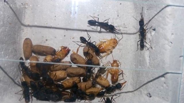 猎镰猛蚁出茧的过程记录 смотреть онлайн