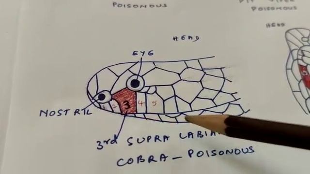 Poisonous and non poisonous snakes смотреть онлайн