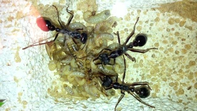 Myrmecia brevinoda larvae eating cricket смотреть онлайн