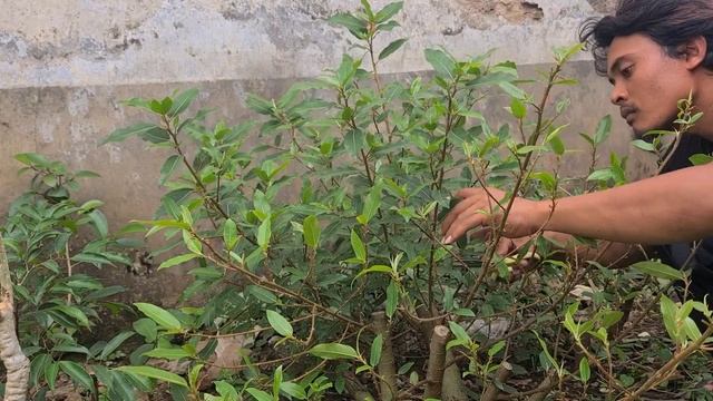 TAHAP PRUNING BONSAI FICUS RACEMOSA / FICUS LOA PART 2 смотреть онлайн