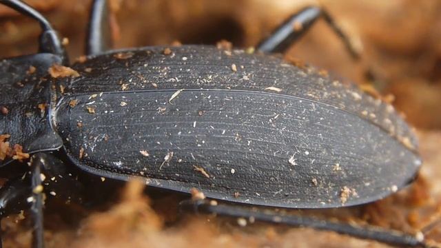 朽木中で越冬していたクロナガオサムシの一種 Leptocarabus sp. смотреть онлайн
