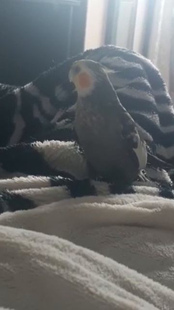 ГОВОРЯЩИЙ ПОПУГАЙ / COCKATIEL PARROT смотреть онлайн