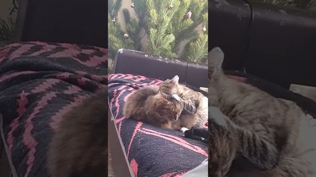 Милые Кошки смотреть онлайн