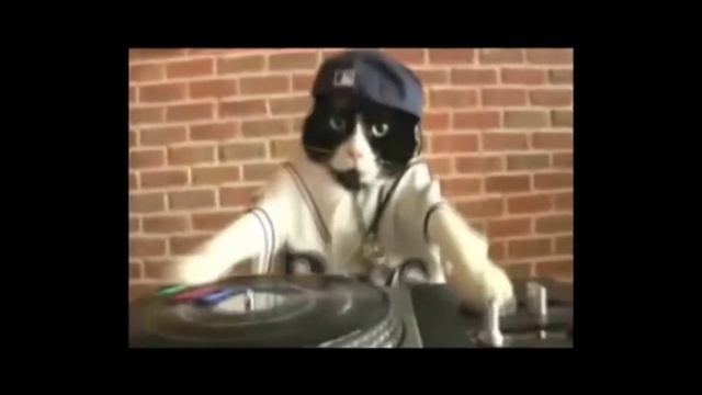 DJ CAT club music 🤩😂диджей кот клубная музыка #clubmusic #cat смотреть онлайн