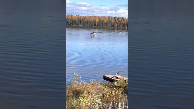 Mokai to the Rescue смотреть онлайн
