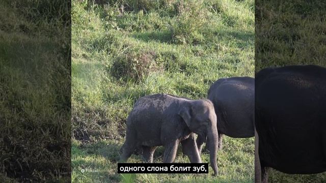Загадочный мир животных: 10 удивительных фактов, которые вы никогда не знали! смотреть онлайн