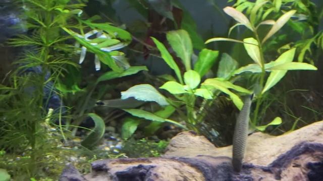 Crossocheilus reticulatus смотреть онлайн