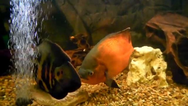 Tercer dia de la puesta. Третий день кладки. смотреть онлайн