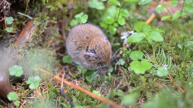 nornica ruda смотреть онлайн