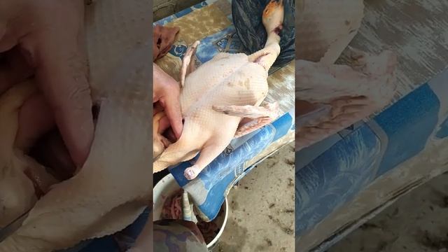 как потрошить утку. смотреть онлайн