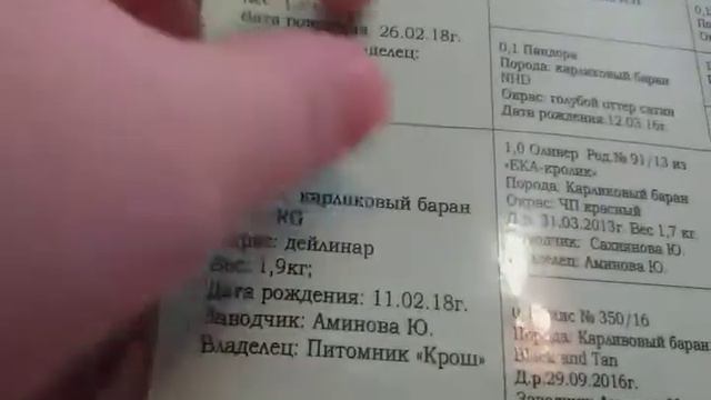 Мой кролик смотреть онлайн