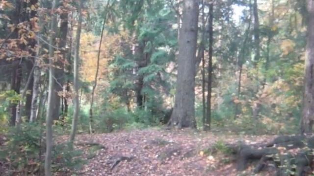 В лесу, у Пограничной смотреть онлайн