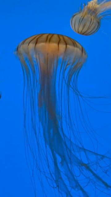 10 Fascinating Facts About Jellyfish! #shorts смотреть онлайн
